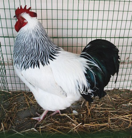 Poule Sussex