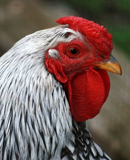 Poule Wyandotte