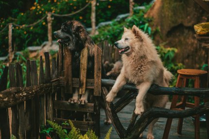 Leonberg