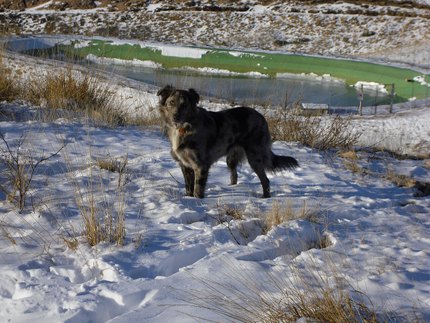 Cane da pastore di oropa