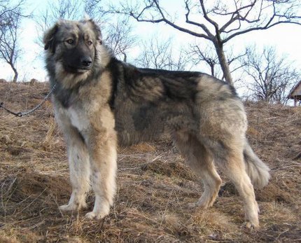 Chien de berger roumain des carpathes