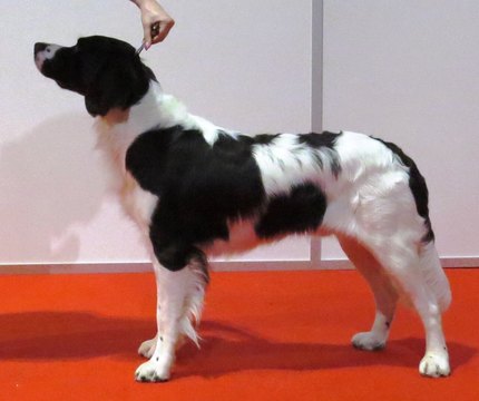 Chien de perdrix de drente