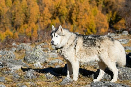 Malamute d'Alaska