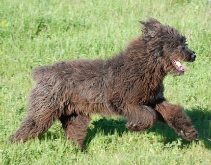 Chien fonnese