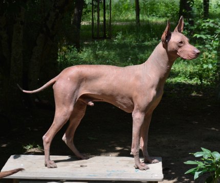 Chien nu du perou