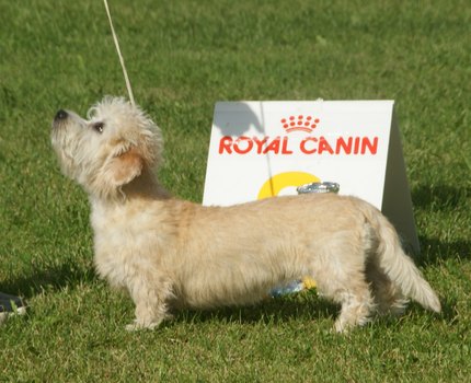 Dandie dinmont terrier