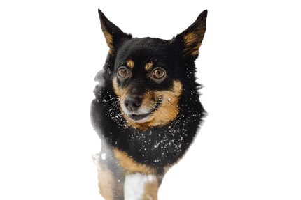 Lancashire heeler