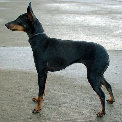 Terrier d'agrement anglais noir et feu