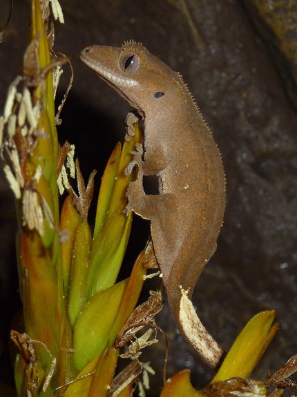 Gecko à crête