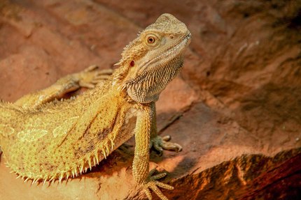 Pogona (Agame barbu)
