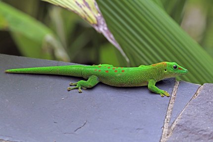 Gecko diurne de Madagascar