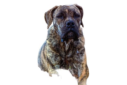 Mastiff Anglais