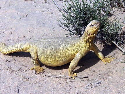 Uromastyx
