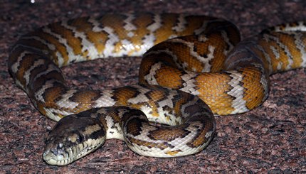 Python tapis