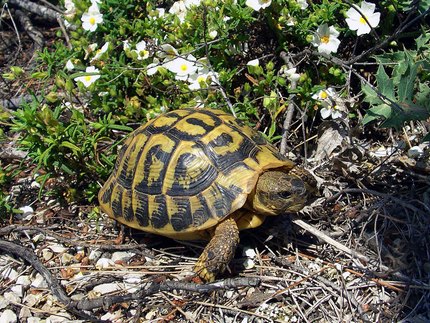 Tortue d'Hermann