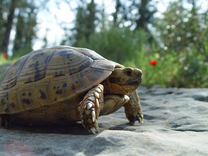 Tortue grecque