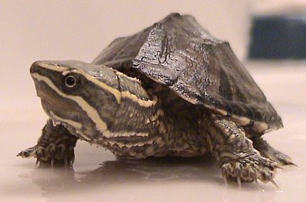Tortue musquée