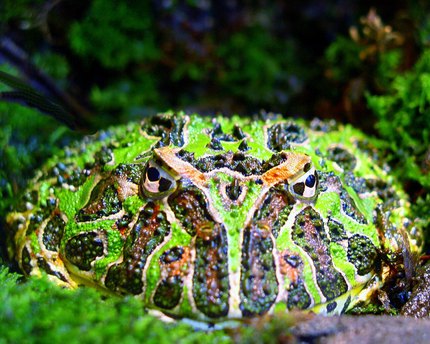Grenouille Pacman