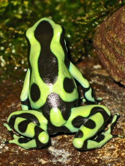 Dendrobate