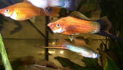 Xipho
