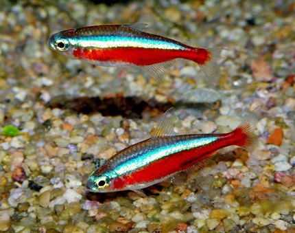 Cardinalis