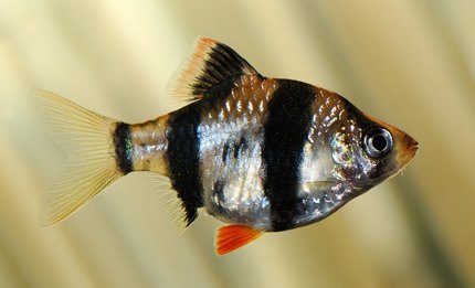 Barbus de Sumatra