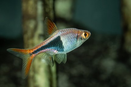 Rasbora arlequin