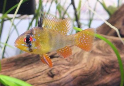 Ramirezi