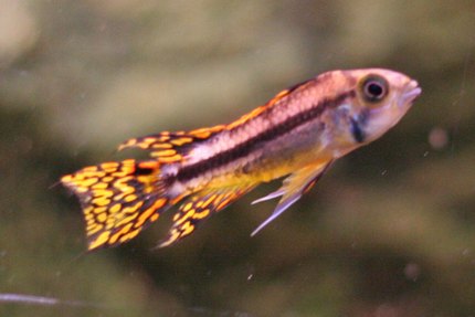 Apistogramma cacatoès