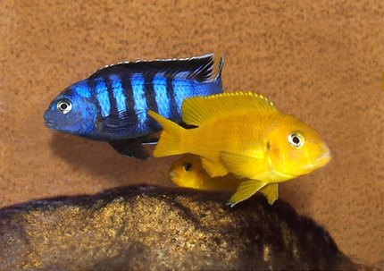 Cichlidé du Malawi