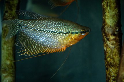 Gourami perlé