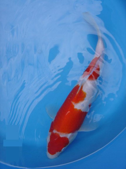 Carpe koï