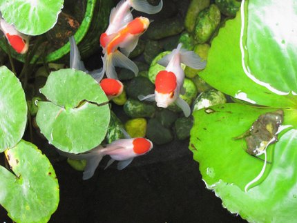 Poisson rouge Oranda