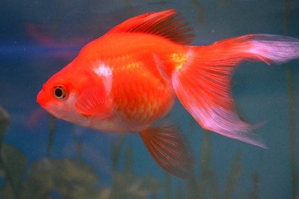 Poisson rouge Ryukin