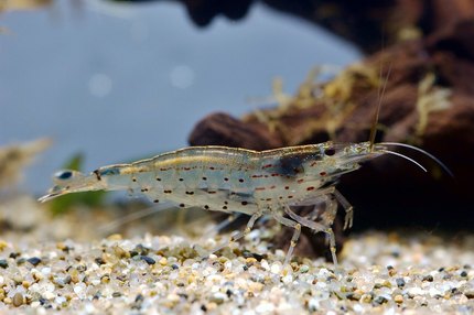Crevette Amano