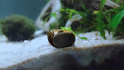 Escargot Neritina