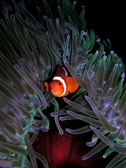 Poisson-clown