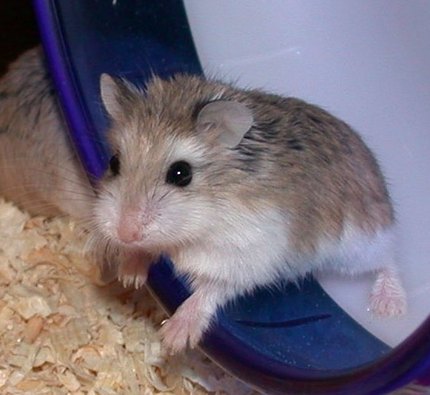 Hamster de Roborovski