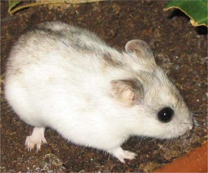 Hamster chinois