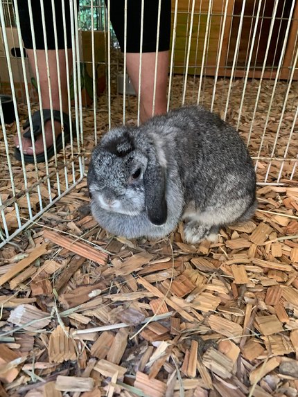 Lapin Nain Bélier