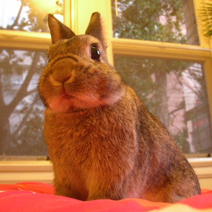 Lapin Nain Néerlandais