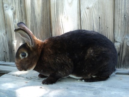 Lapin Rex