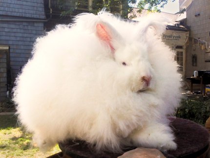 Lapin Angora