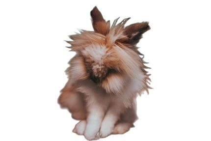 Lapin Tête de Lion