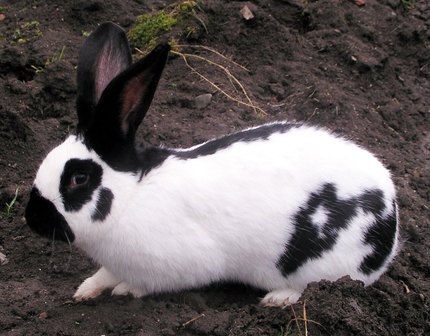 Lapin Papillon