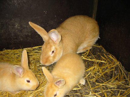 Lapin Fauve de Bourgogne