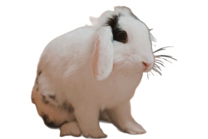 Lapin Bélier Français