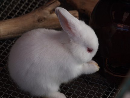 Lapin Hermine
