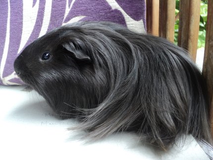 Cochon d'Inde Sheltie