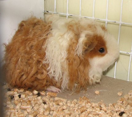 Cochon d'Inde Texel
